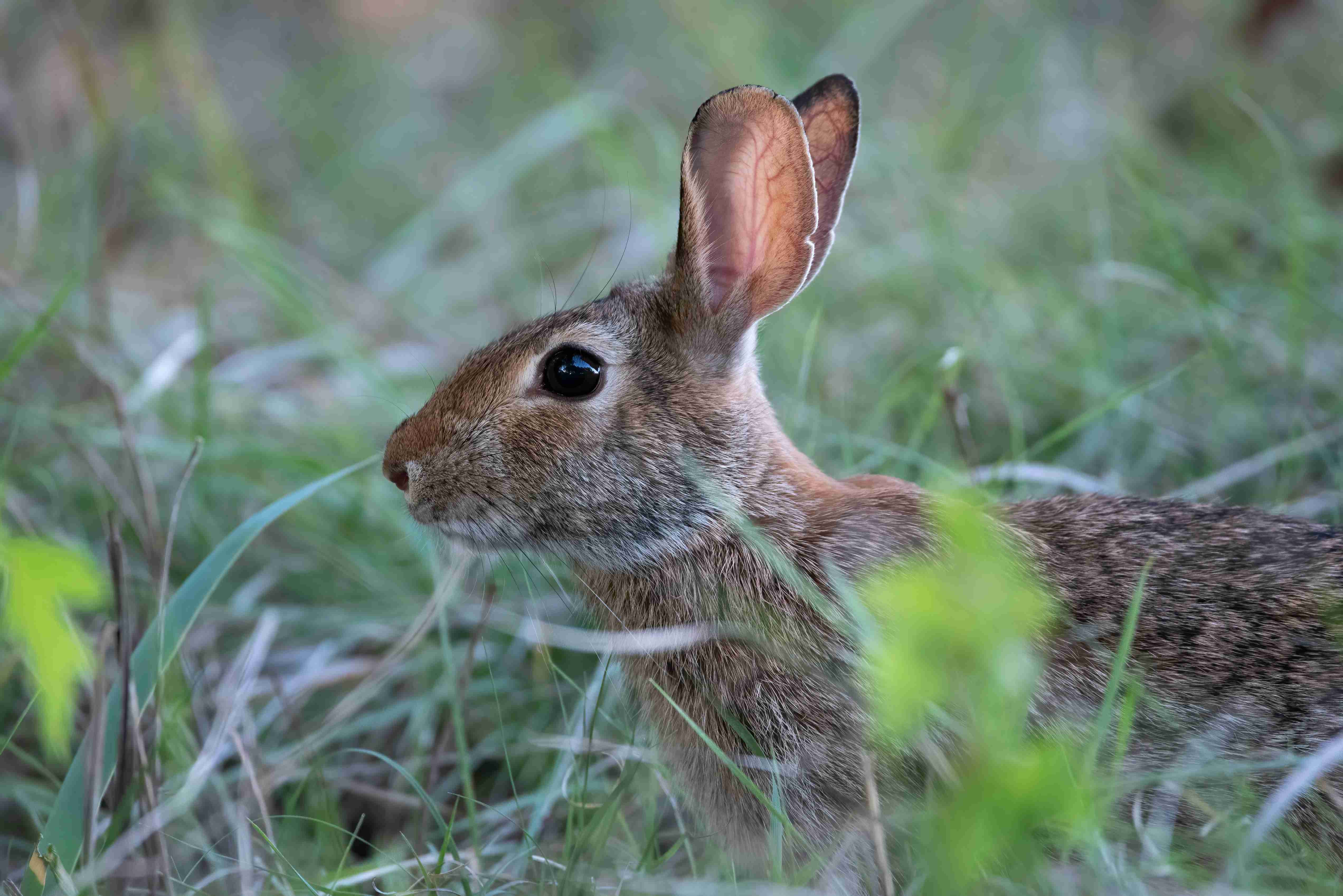 Ear-Resistible: A Guide to Common Ear Problems in Rabbits